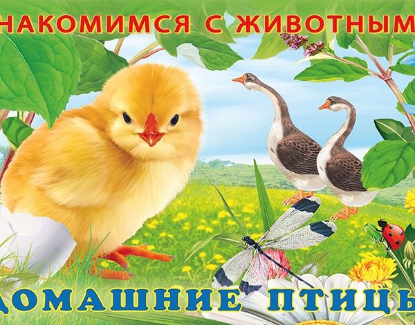 Фламинго Знакомимся с животными Домашние птицы