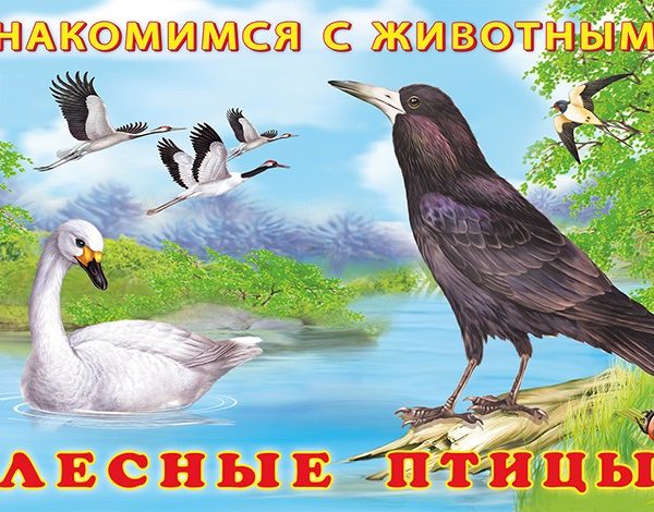 Фламинго Знакомимся с животными Лесные птицы